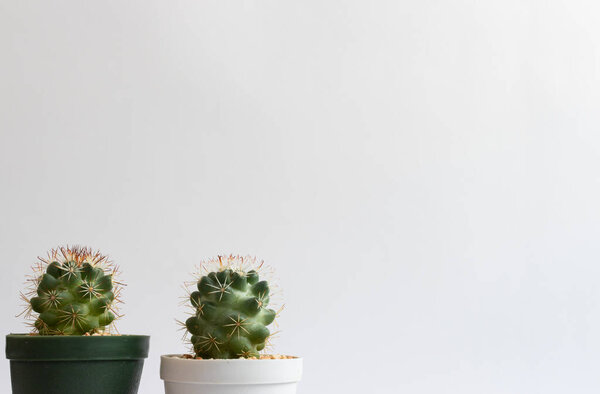 set of various cactus plants in pots. Cactus plant in different pot and view on table front of white wall