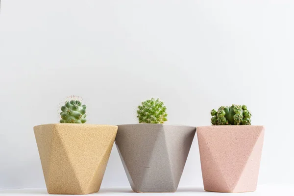 Ensemble Diverses Plantes Cactus Pots Plante Cactus Dans Différents Pots — Photo