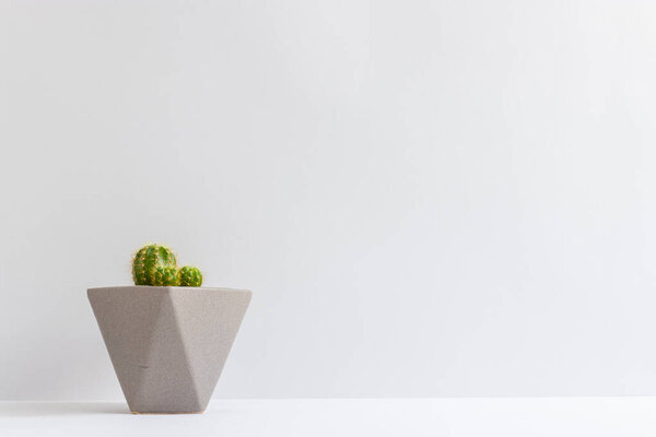 set of various cactus plants in pots. Cactus plant in different pot and view on table front of white wall