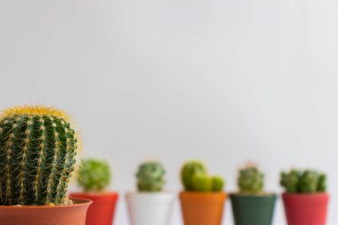 Tencerelerde çeşitli kaktüs bitkileri. Kaktüs farklı bir tencerede ve beyaz duvarın önündeki masaya bakıyor.