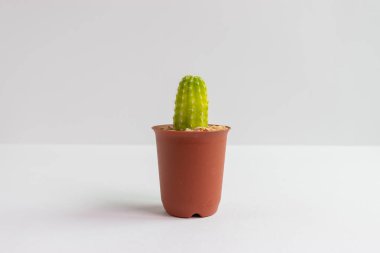 Tencerelerde çeşitli kaktüs bitkileri. Kaktüs farklı bir tencerede ve beyaz duvarın önündeki masaya bakıyor.