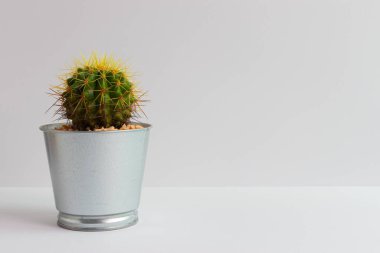 Tencerelerde çeşitli kaktüs bitkileri. Kaktüs farklı bir tencerede ve beyaz duvarın önündeki masaya bakıyor.