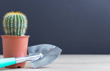 Tencerelerde çeşitli kaktüs bitkileri. Bahçedeki kaktüs kaktüsü sırasında farklı bir saksıda kaktüs ve ahşap masa manzarası..