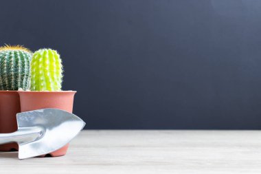 Tencerelerde çeşitli kaktüs bitkileri. Bahçedeki kaktüs kaktüsü sırasında farklı bir saksıda kaktüs ve ahşap masa manzarası..