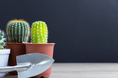 Tencerelerde çeşitli kaktüs bitkileri. Bahçedeki kaktüs kaktüsü sırasında farklı bir saksıda kaktüs ve ahşap masa manzarası..