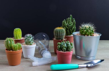 Tencerelerde çeşitli kaktüs bitkileri. Bahçedeki kaktüs kaktüsü sırasında farklı bir saksıda kaktüs ve ahşap masa manzarası..