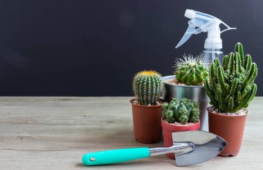 Tencerelerde çeşitli kaktüs bitkileri. Bahçedeki kaktüs kaktüsü sırasında farklı bir saksıda kaktüs ve ahşap masa manzarası..