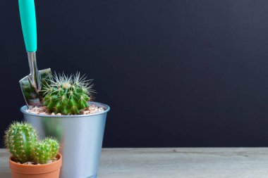 Tencerelerde çeşitli kaktüs bitkileri. Bahçedeki kaktüs kaktüsü sırasında farklı bir saksıda kaktüs ve ahşap masa manzarası..