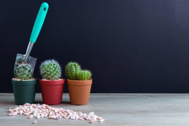 Tencerelerde çeşitli kaktüs bitkileri. Bahçedeki kaktüs kaktüsü sırasında farklı bir saksıda kaktüs ve ahşap masa manzarası..