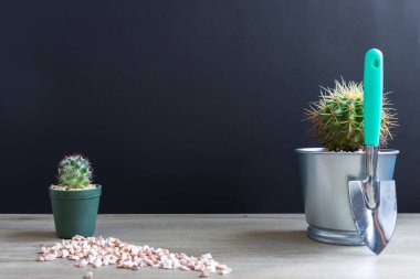 Tencerelerde çeşitli kaktüs bitkileri. Bahçedeki kaktüs kaktüsü sırasında farklı bir saksıda kaktüs ve ahşap masa manzarası..