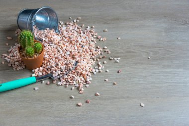 Tencerelerde çeşitli kaktüs bitkileri. Bahçedeki kaktüs kaktüsü sırasında farklı bir saksıda kaktüs ve ahşap masa manzarası..