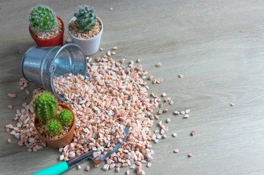 Tencerelerde çeşitli kaktüs bitkileri. Bahçedeki kaktüs kaktüsü sırasında farklı bir saksıda kaktüs ve ahşap masa manzarası..