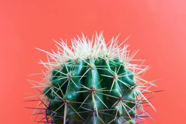 Logonuz için sade bir arkaplan ve alan üzerine küçük kaktüs bitkisi