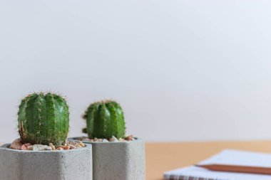 Tencerelerde çeşitli kaktüs bitkileri. Bahçedeki çocuk kaktüsü masasında farklı bir saksıda kaktüs var. Markanız ya da logonuz için yer var.