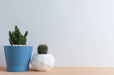 Tencerelerde çeşitli kaktüs bitkileri. Bahçedeki çocuk kaktüsü masasında farklı bir saksıda kaktüs var. Markanız ya da logonuz için yer var.