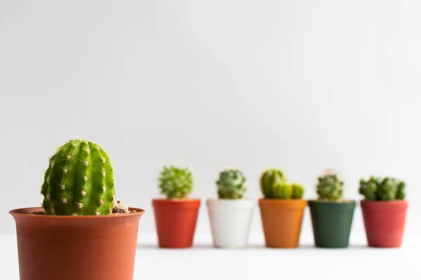 stock image set of various cactus plants in pots. Cactus plant in different pot and view on table front of white wall