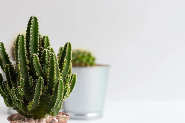 stock image set of various cactus plants in pots. Cactus plant in different pot and view on table front of white wall