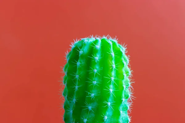 Маленькое Растение Кактус Обычном Цветном Фоне Пространстве Вашего Логотипа — стоковое фото