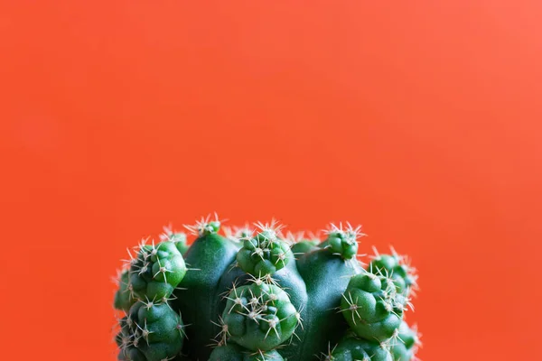Malá Kaktusová Rostlina Prostém Barevném Pozadí Prostoru Pro Vaše Logo — Stock fotografie