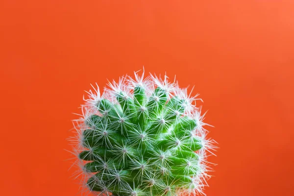 小仙人掌植物在一个普通的色彩背景和空间为您的标志 — 图库照片