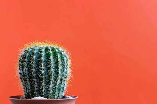 Stock image small Cactus plant on a plain color background and space for your logo