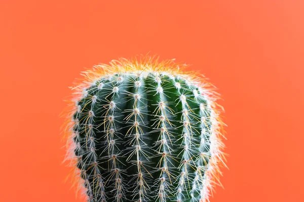 stock image small Cactus plant on a plain color background and space for your logo