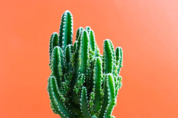 Small Cactus Plant Plain Color Background Space Your Logo — Stock Photo, Image