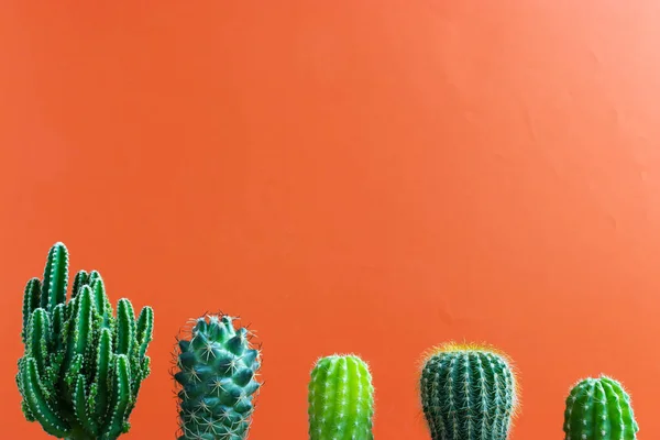 Malá Kaktusová Rostlina Prostém Barevném Pozadí Prostoru Pro Vaše Logo — Stock fotografie