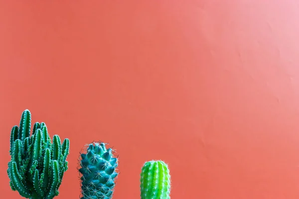 small Cactus plant on a plain color background and space for your logo