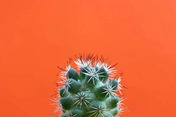 Pequeña Planta Cactus Sobre Fondo Color Liso Espacio Para Logotipo — Foto de Stock