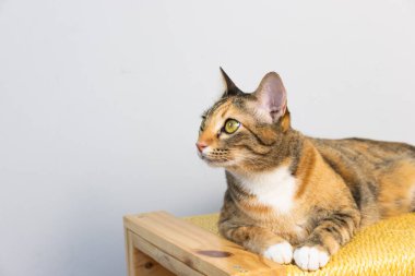 Beyaz arka planda kedi seti yerde hareketlilik yapıyor ve evin içinde oyuncak oynuyor.