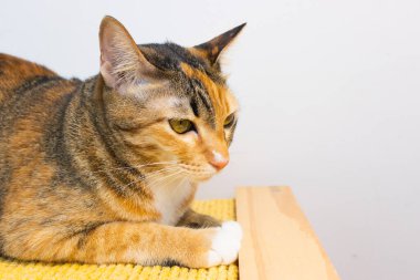 Beyaz arka planda kedi seti yerde hareketlilik yapıyor ve evin içinde oyuncak oynuyor.