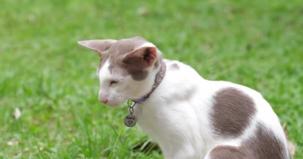 Rozkošná Krásná Orientální Kočka Krátkými Vlasy Sedící Zelené Trávě Divoká — Stock video