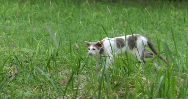 Fläckig Orientalisk Kort Hår Katt Försiktigt Går Det Gröna Gräset — Stockvideo
