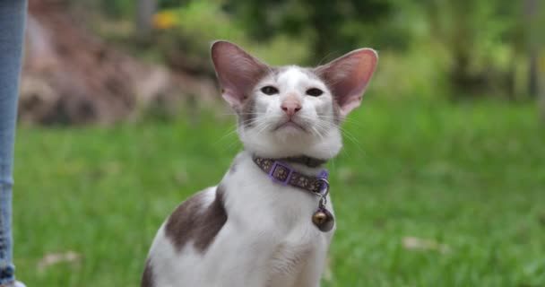 緑の草の上に座ってカメラを見て 長い耳を持つ短い髪の愛らしい斑点の白い猫 — ストック動画