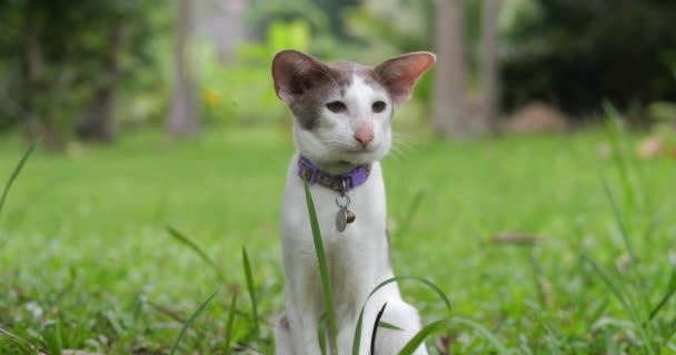 Piękny Orientalny Kot Krótkimi Włosami Siedzi Zielonym Trawniku Instynktem Łowieckim — Wideo stockowe