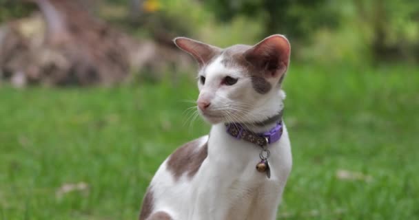 동양의 고양이의 개인의 칼라를 착용하고 잔디에 — 비디오