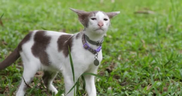 Uroczy Orientalny Kot Spacerujący Zielonym Trawniku Motywy Zwierząt Spływaj Rasa — Wideo stockowe