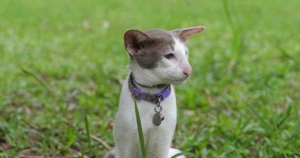 Detailní Záběr Skvrnité Bílé Orientální Kočky Krátkými Vlasy Sedící Zeleném — Stock video