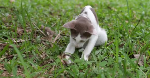 Malá Roztomilá Kočička Světélkující Srstí Hrající Zahradě — Stock video