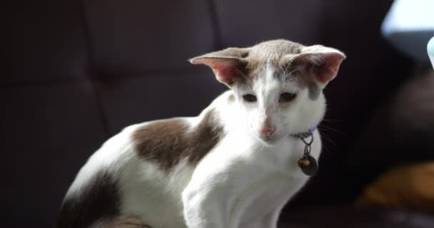 Primer Plano Adorable Gato Oriental Pelo Corto Con Collar Sentado — Vídeos de Stock