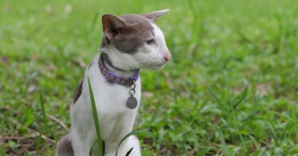 Portrét Skvrnité Orientální Kočky Zahradě Venku — Stock video