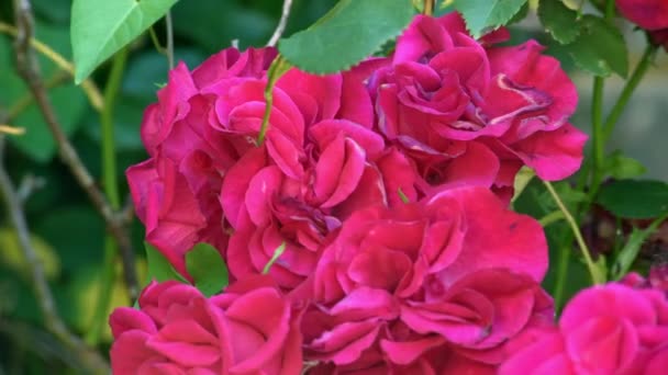 Довгостроковий Крупним Планом Часовий Пояс Сонця Рухається Трояндах Саду — стокове відео