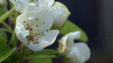 Elma çiçeğinin bu büyüleyici yakın çekiminde doğanın güzelliğini hissedin. Yumuşak, beyaz, pembe taç yaprakları, koyu bir zemin üzerinde parıldıyor. Baharın kısacık, karmaşık cazibesini canlı detaylarla yakalıyor..