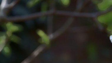 Elma çiçeğinin bu büyüleyici yakın çekiminde doğanın güzelliğini hissedin. Yumuşak, beyaz, pembe taç yaprakları, koyu bir zemin üzerinde parıldıyor. Baharın kısacık, karmaşık cazibesini canlı detaylarla yakalıyor..