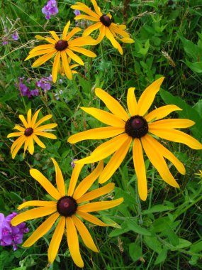 Ağaç ve gökyüzü mavi ve gri