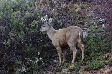 Huemul macho en Parque Nacional Cerro Castillo, Coyhaique.