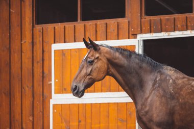 Güzel kahverengi at ahırının önünde ata binmeye hazır bekliyor. Görkemli bir hayvan, Slovenya 'da bir çiftlikte bir at. 