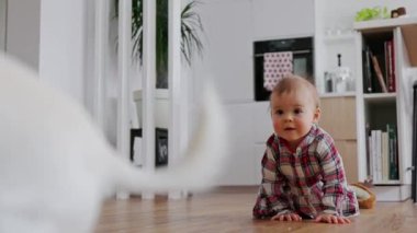 Gülümseyen bebek yerde sürünerek köpeğini yakalamaya çalışıyor. Yüksek kalite 4k görüntü