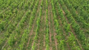 Bulutlu bir günde Slovenya 'nın kırsal kesimindeki üzüm bağının hava manzarası. Sıraya dizilmiş üzüm bağları. Üzüm tarlası. Sarmaşık diyarı. Akdeniz.